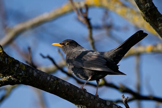 amsel3.jpg