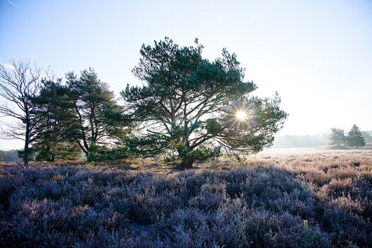 mehlinger heide.jpg