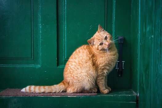 k_molnarszabolcserdely-cat-6946498_1280.jpg