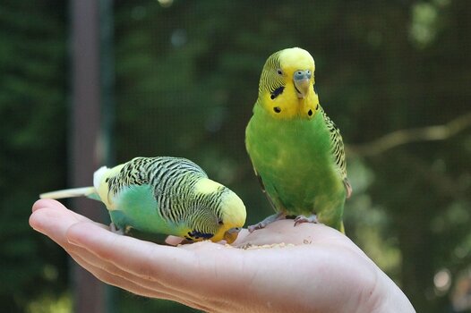 k_stumpi_1-budgie-4773298_1280.jpg k_stumpi_1-budgie-4773298_1280.jpg
