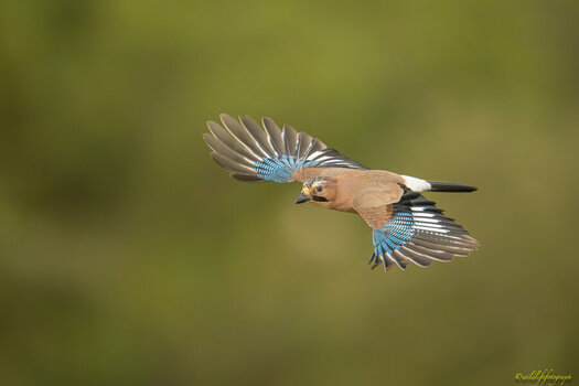 NZ9_1273-5508-1.jpg