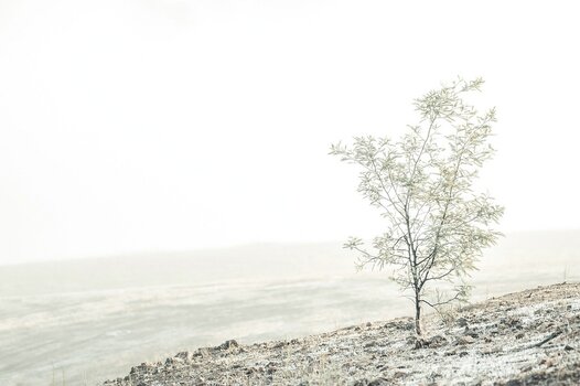 k_pen_ash-wattle-tree-5358904_1280.jpg