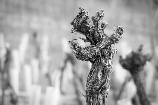 k_didgeman-vine-2134884_1280.jpg
