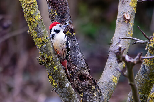 GZ8_2767-3.jpg