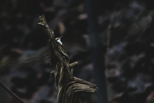 GZ8_2571-3.jpg