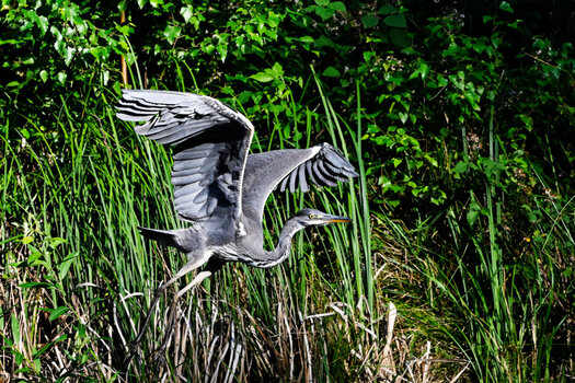 DSC_5275-4.jpg