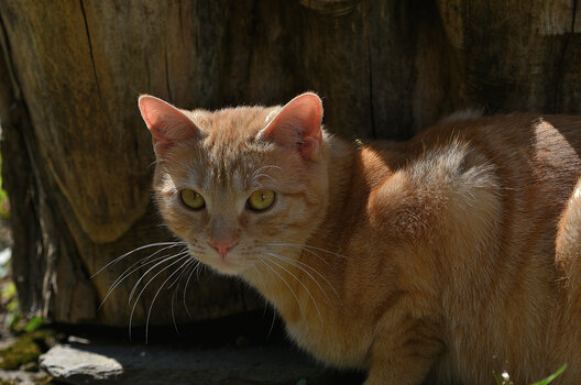 DSC_7874.f.jpg