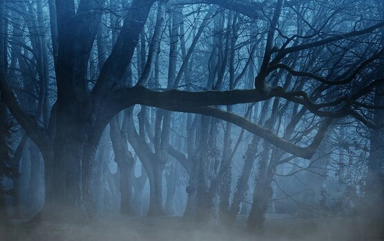 k_Wald_im_Nebel.jpg k_Wald_im_Nebel.jpg