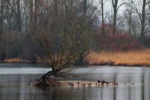 vogelinsel.jpg