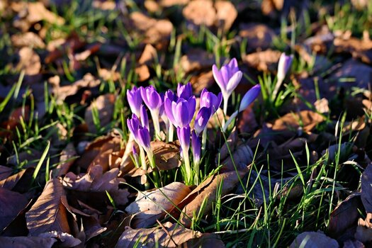 DSC_0847_Radiant.jpg
