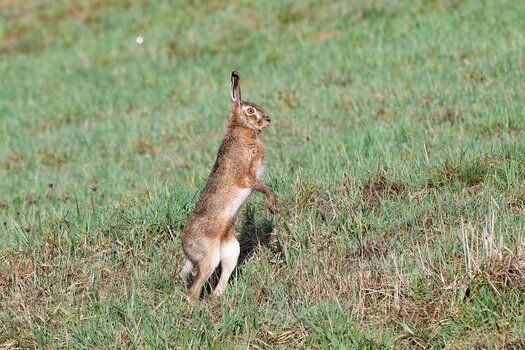 hase1.jpg