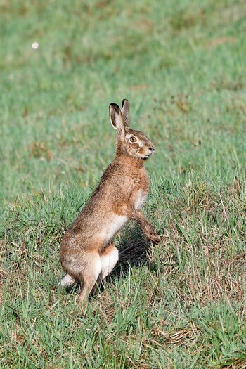 hase2.jpg