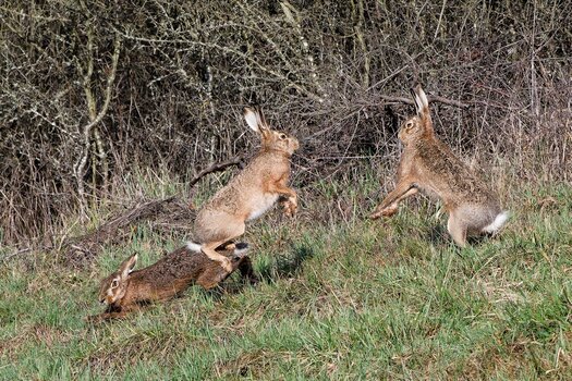 hase3.jpg