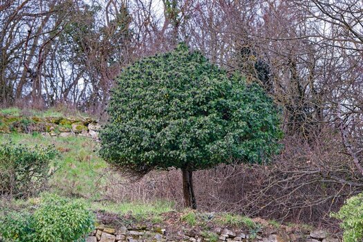 Efeubaum.jpg