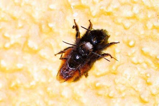 gehörnte mauerbiene.jpg