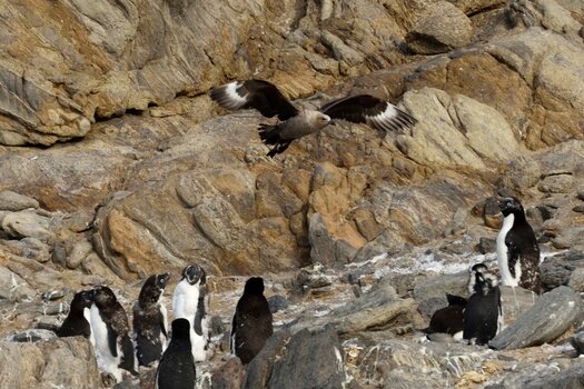 Zolotov_Skua_D756037.JPG Zolotov_Skua_D756037.JPG