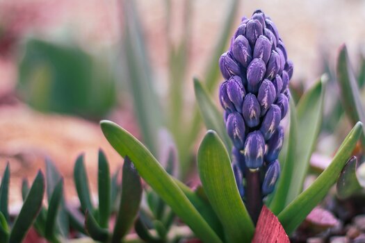 k_van3ssa-purple-hyacinth-7052369_1920.jpg k_van3ssa-purple-hyacinth-7052369_1920.jpg
