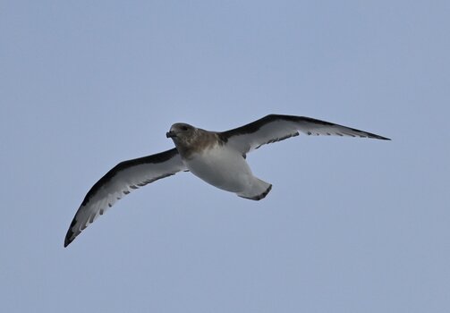 Mutton-bird_AK_D780192.JPG
