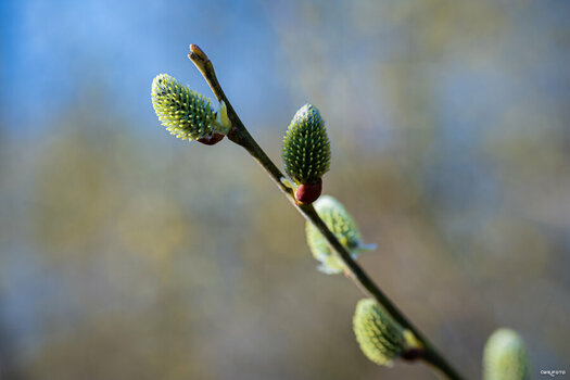 2603_Ümminger_Frühling_00023_qhd-2.jpg