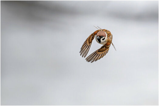 NZ8_7070+mkl1,5h Spatz D.jpg