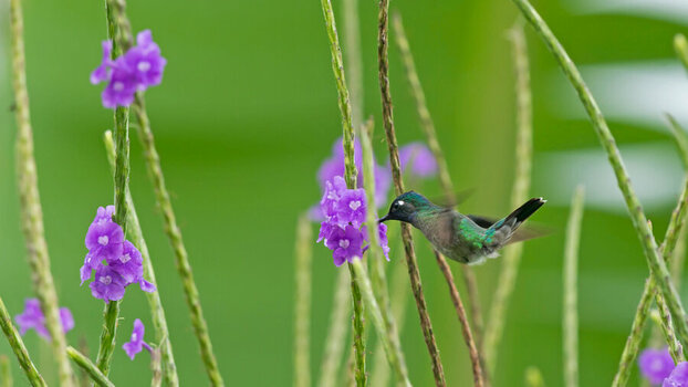 Costa Rica_0748.jpg