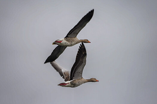 1772635704_fotowalk-wildlife-powered-by-sony.jpg