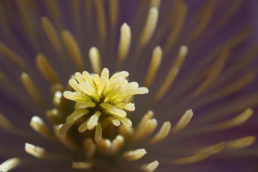 1750670264_eric-scheuermann-weniger-ist-mehr-minimalismus-in-der-makrofotografie.jpg