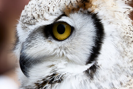 1770207107_michael-marczok-canon-fotowalk-wildlifefotografie.jpg