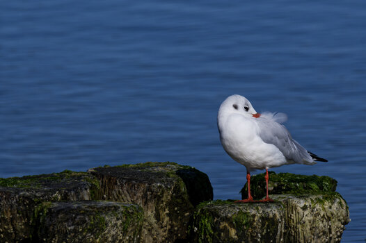 DSC_1022-DxO_DeepPRIME XD2s_DxO.jpg