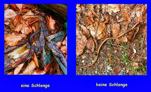 einekeine.jpg