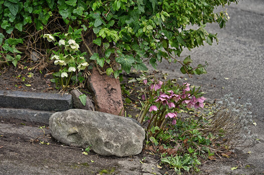 DSC_6628.f.jpg