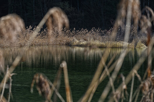 DSC_6499.jpg