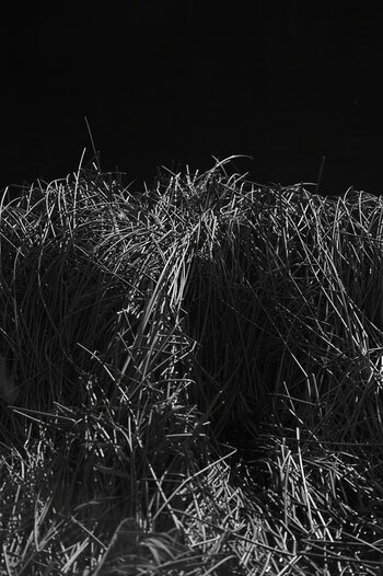 DSC_6511.f.jpg