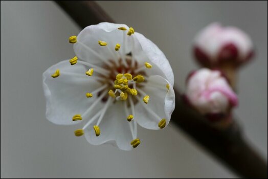 comp_Aprikosenblüte 2.jpg