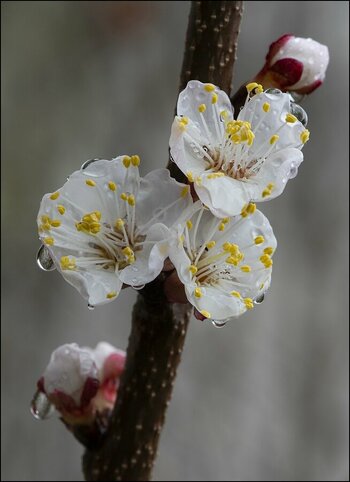 comp_Aprikosenblüte 14.3.2026b.jpg
