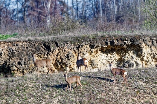 rehe.jpg