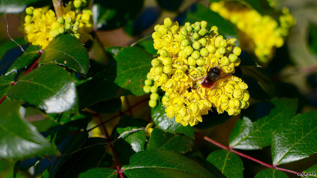 2603_Fruehlingsblueten_0081.jpg