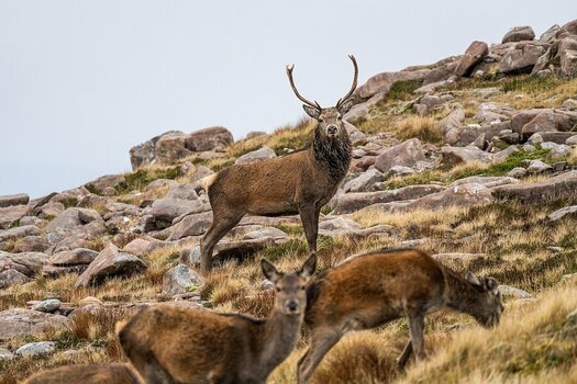 Deer at Applecross 2.jpg