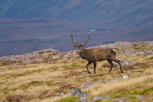 Deer at Applecross 1.jpg