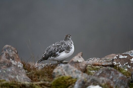 Alpenschneehuhn in Schottland.jpg
