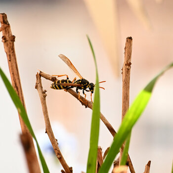 DSC_1010_006.JPG