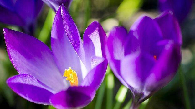Nahaufnahme einer violetten Krokusblüte mit gelbem Stempel, weicher Bokeh-Hintergrund.