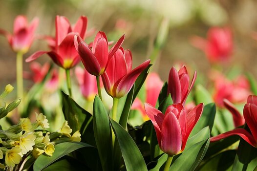 Mehrere rote Tulpen im Vordergrund mit gelben Primeln, weiches Licht im Frühlingsgarten.