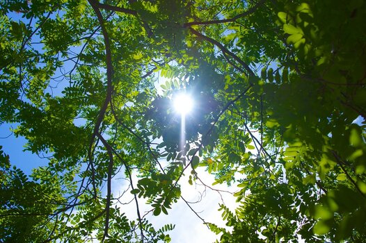 Blick nach oben durch das dichte, grüne Blätterdach eines Baumes mit durchscheinender Sonne.