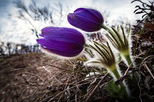 Zwei behaarte, violette Pulsatilla-Blüten (Küchenschellen) im trockenen Gras, dramatischer Himmel im Hintergrund.