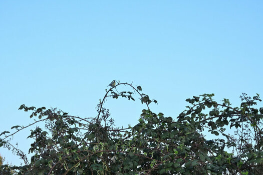 DSC_1201_016-3.JPG