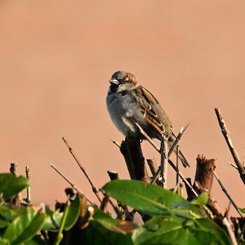 DSC_1031_020-3.JPG