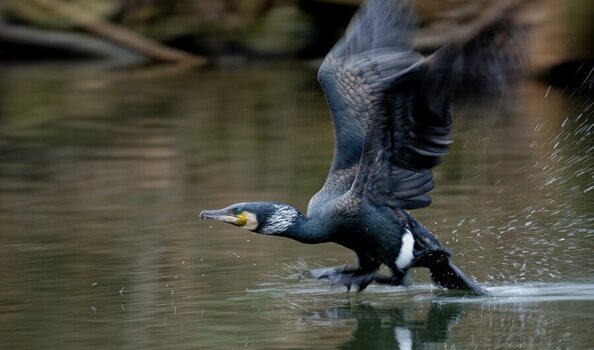 Kormoran.jpg
