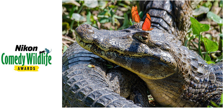 Nahaufnahme eines Kaimans, auf dessen Kopf zwei leuchtend orangefarbene Schmetterlinge sitzen. Bildtitel: Feeling cute, might delete later.