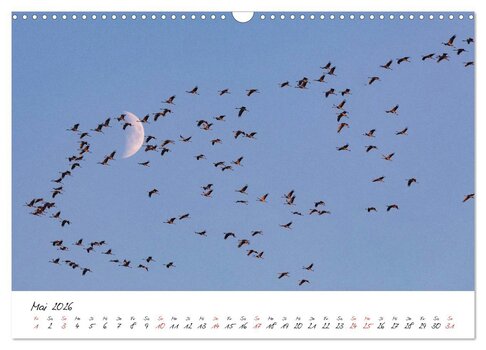 Vorschau Mai-Blatt: Eine große Formation ziehender Kraniche am Abendhimmel, die im Flug an der Sichel des zunehmenden Mondes vorbeiziehen.